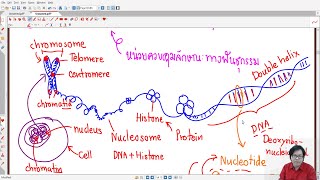 สรุป พันธุศาสตร์ ม.3 เทอม 1