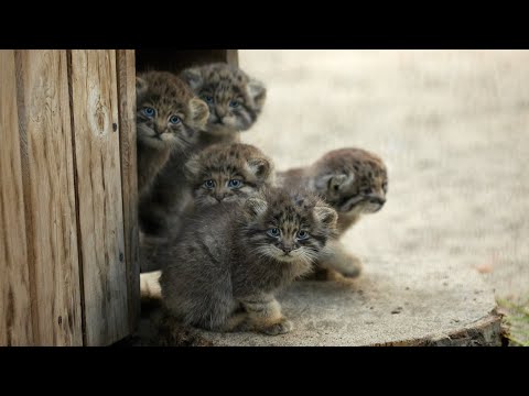 Funny Pallas's cat kitten explores the world