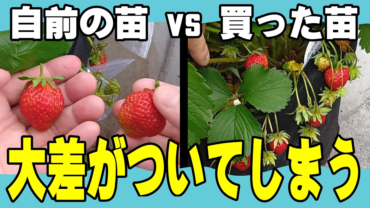 Strawberry Cultivation] Surprising Results: Home Center Seedlings