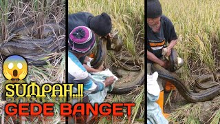 Download Lagu ULAR TERBESAR MUNCUL DI TENGAH SAWAH BIKIN PANIK PETANI PADI MP3