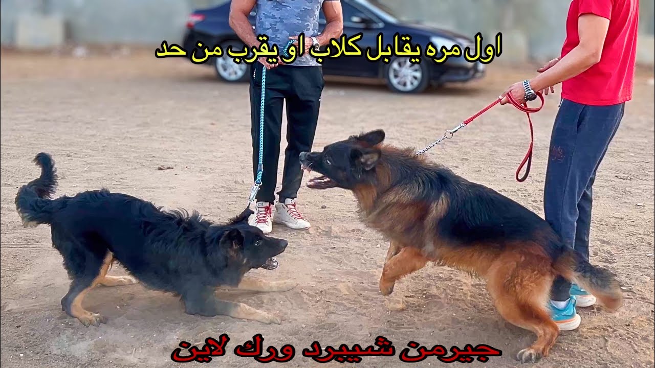 هوجو هايقابل كلاب جيرمن ورك لاين شرسة جدا. الكلاب عاملين مشاكل ولازم نلحقهم