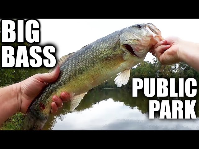 YUM Christie Craw Catches Big Bass! Bass Fishing In a Public Lake