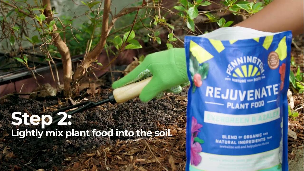 How to Use Pennington Rejuvenate Azalea Plant Food YouTube