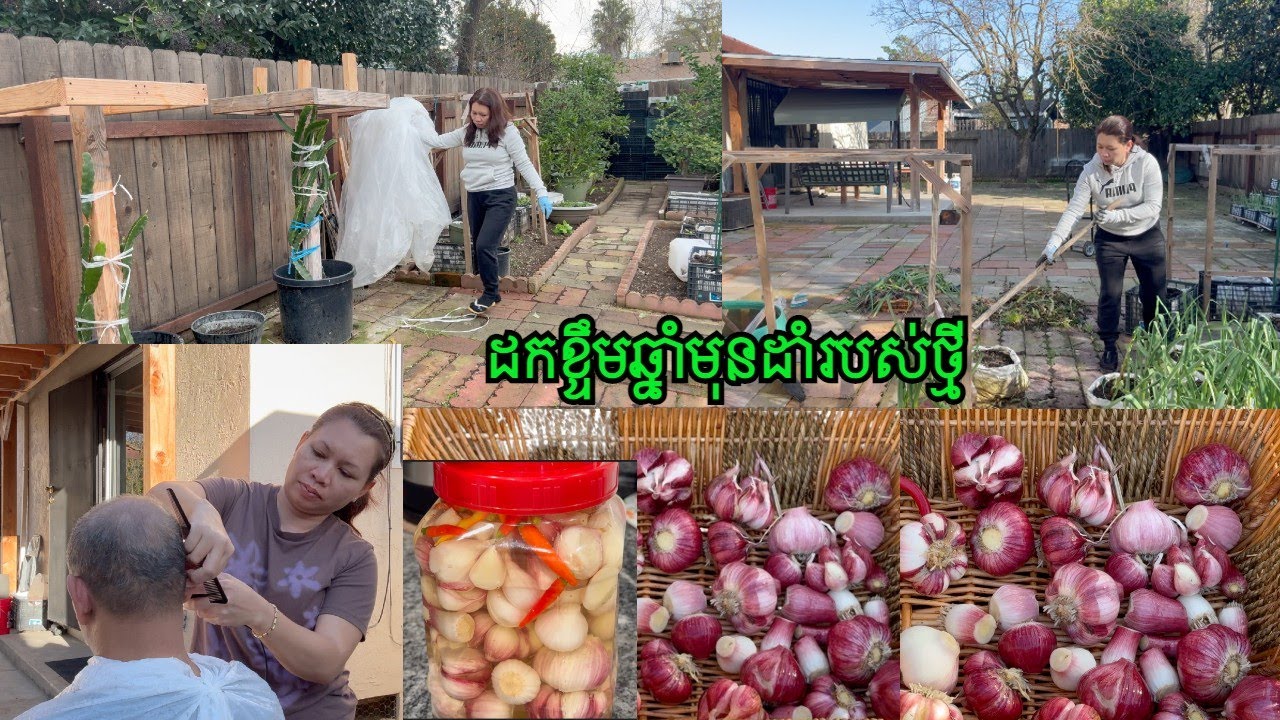 Start Planing Vegetable in my Back yard, Harvest Garlic for Pickle and Cut my Husband Hair/