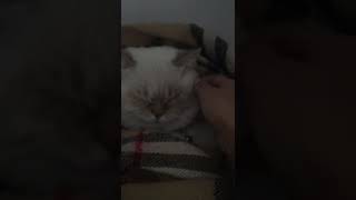 Kedim Bulutun En Cici Hali
