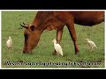 Western Cattle Egret eating ticks off a cow that is lying down