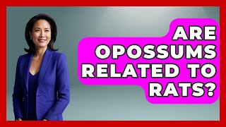 Are Opossums Related To Rats? - The Wild Life Explorer