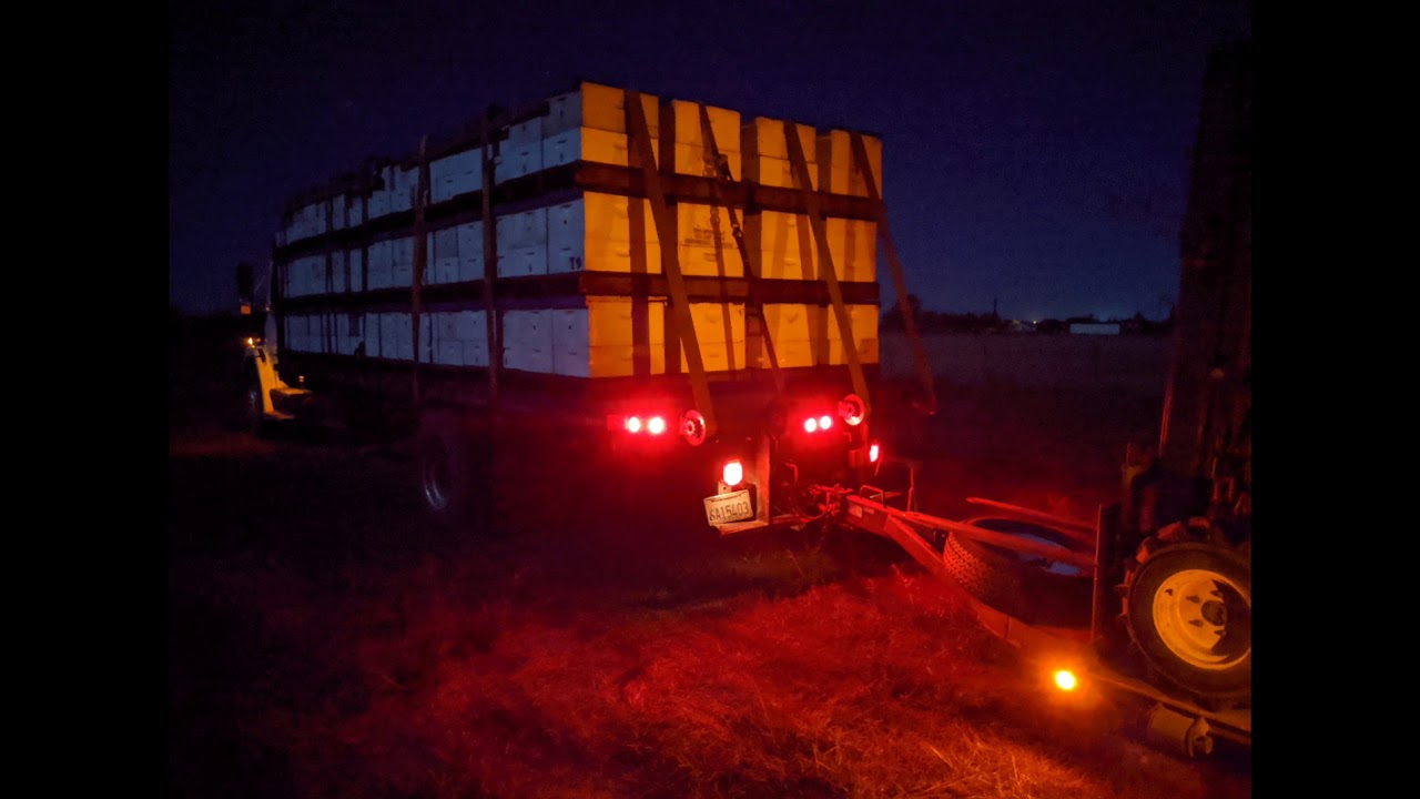 Polenizare Migdale 2020