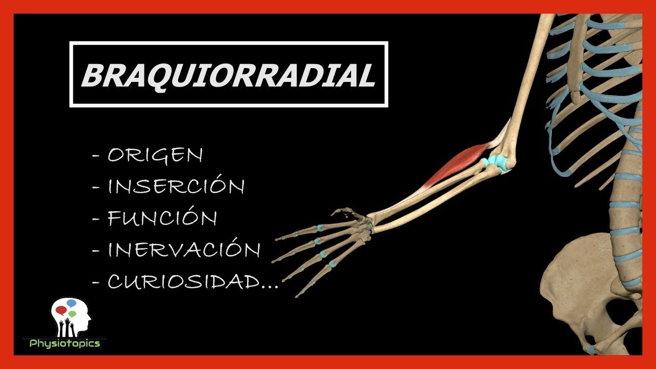 Musculo Braquiorradial Origen E Insercion