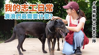 當流浪動物志工容易嗎? 要做哪些事呢? #板橋動物之家志工隊 ... 