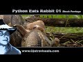 Python eats rabbit stock footage
