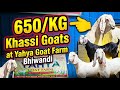 650/KG Khassi Goats at Yahya Goat Farm Bhiwandi