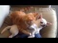 Kitten cuddles Chihuahua