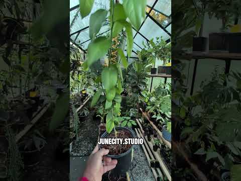 Meyer Lemon Seedling
