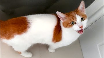 Cat Meowing To Go Outside