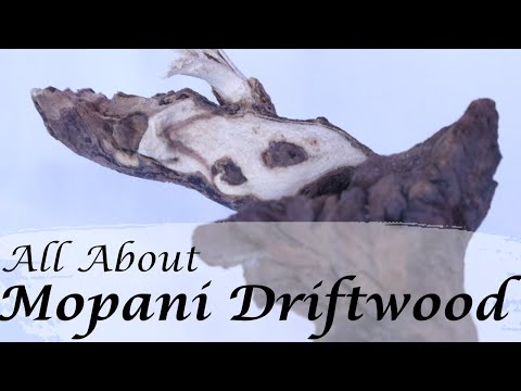 Vidéo: Peut-on ajouter du bois de mopani ?