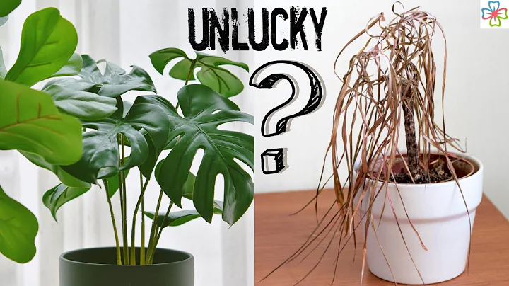 7 Unlucky Plants to Avoid Indoors || Plants that Bring Bad Luck and Poverty - DayDayNews