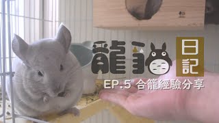 龍貓日記 EP.5  合籠經驗分享