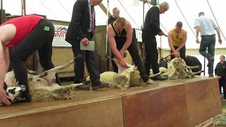 Lesmahagow Shearing 2019 Open Heat