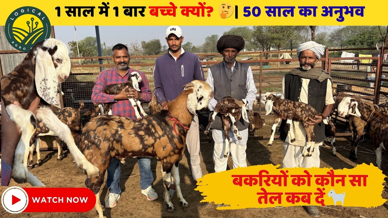 Gujari Goat Farming Rajasthan | 50 Years Experience Farmer | Bakri Palan Ramsar Bassi Jaipur