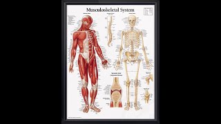 Grade 9 Natural Science: The Musculoskeletal System