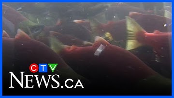 Early returns of B.C. sockeye exceed estimates