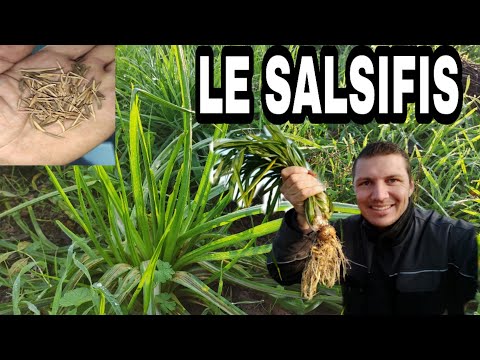 Vidéo: Récolte des plantes de salsifis - Apprenez comment et quand récolter la racine de salsifis