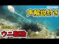 【声有り解説】魚だらけの４月のウニ駆除【サブ】