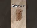 散歩がこの世で一番好きな犬