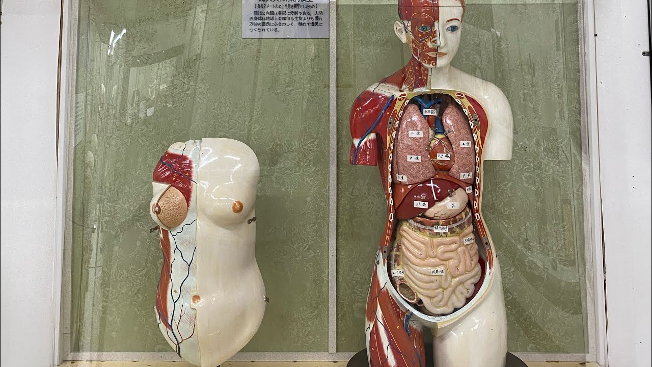 岡山で暇やから博物館行ったら 本物の脳みそ展示されてるし 動物の剥製の量えげつないし 俺しか人おらんしでしんどかった Youtube 岡山で暇やから博物館行ったら 本物の脳みそ展示されてるし 動物の剥製の量えげつないし 俺しか人おらんしでしんどかった Youtube