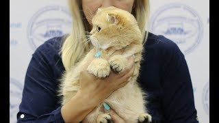 Презентация кошки скоттиш-фолд системы PCA АЛАНА САННИ ПАРК Презентация кошки скоттиш-фолд системы PCA АЛАНА САННИ ПАРК