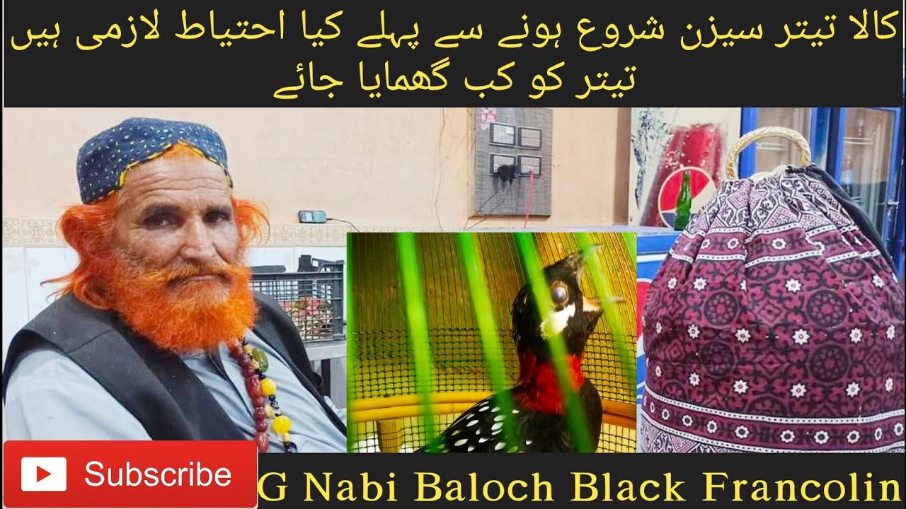 Kala Teetar Care And Tips Black Francolin Season Start Care And Tips With Mama Rind کالا تیتر احتیاط