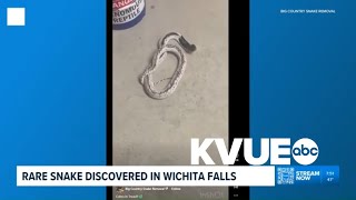 Rare snake found in Wichita Falls, Texas