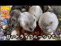 ハムスターたちがドライフルーツを食べます【ジャンガリアン】