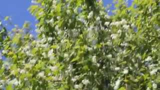 Цветущая черёмуха на ветру - Футажи для видеомонтажа