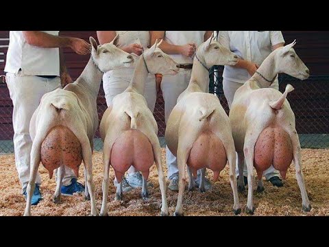 Бараньи Яйца Купить Цена