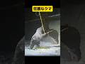 重機にも向かってくる狂暴なクマ  #shots  #ショート  #雑学