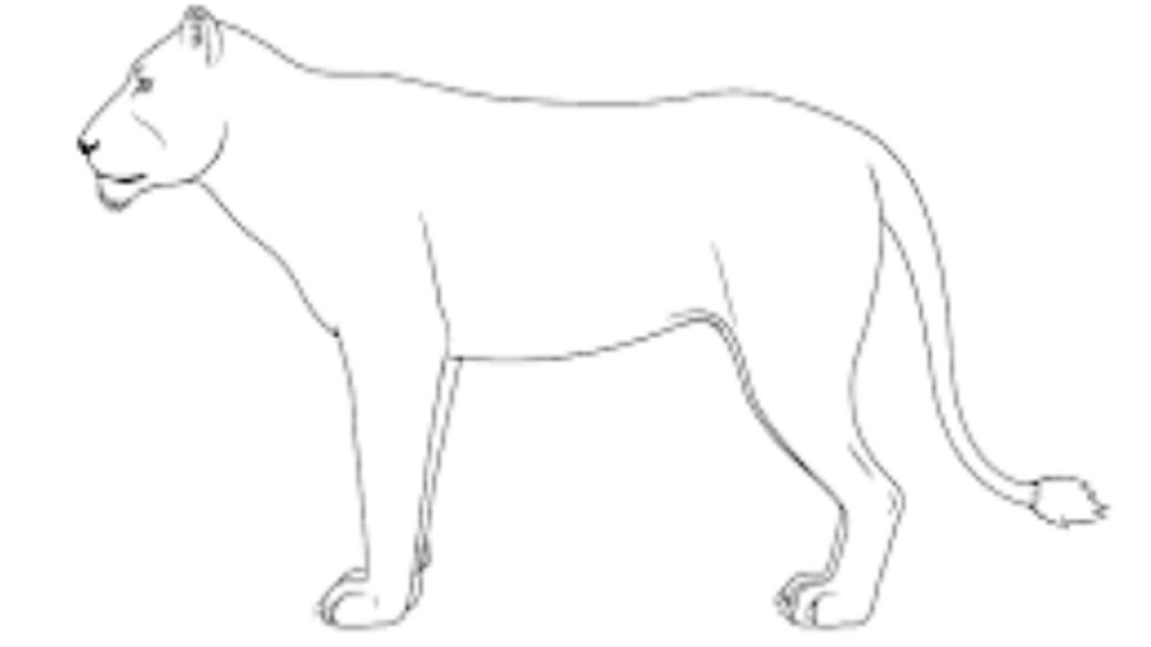 Jaguar Sketch Drawing Easy, How to Draw Simple Cartoon Jaguar Drawing