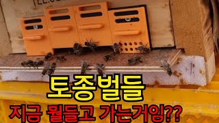 토종벌 입주시기  시즌 | 첫산벌입주는 언제? | 개미…
