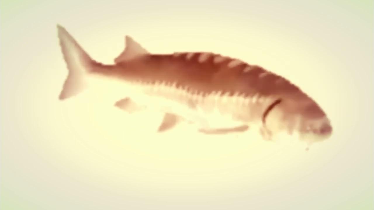 Рыбка крутится. Рыба крутится 10 часов под туту ту. Рыба крутится 10 часов под туту ту. Рыба крутится мем. Карась крутится.