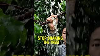 Shaking a tree