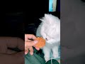 Cat love biscuits little bit #FunnyCats #cat #cats #shorts 🐈