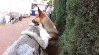 Enzo barks at the neighbor's dog.