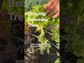 Delaying Becoming Trees #lettuce #varieties #bolting