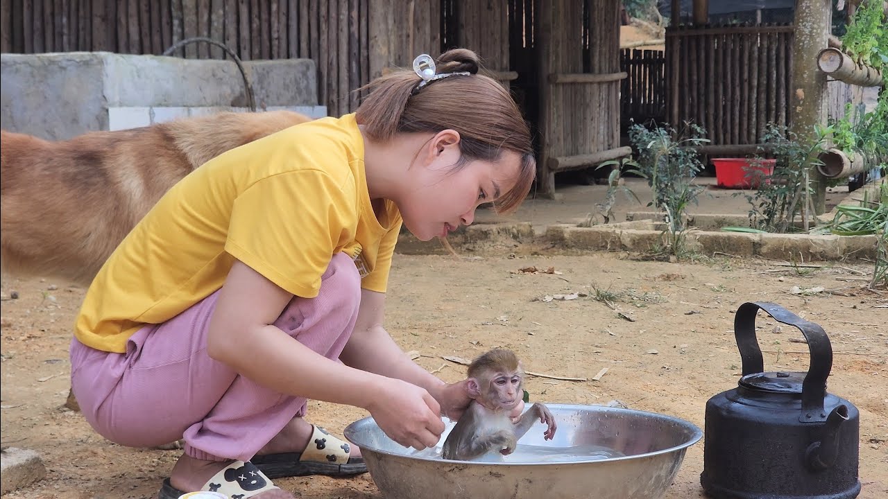 Ван. Искупайте милую обезьянку.