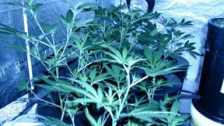 dwc cannabis time lapse for friends on icmag