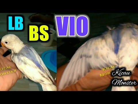 Lovebird Bs Vio Youtube