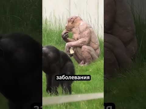 Мускулистый Лидер: Жизнь Джамбо в Зоопарке 💪🦍 #природа