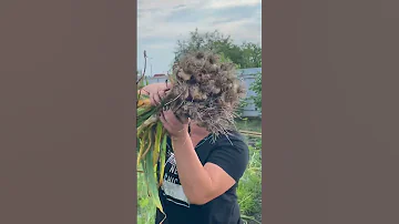 Время уборки чеснока