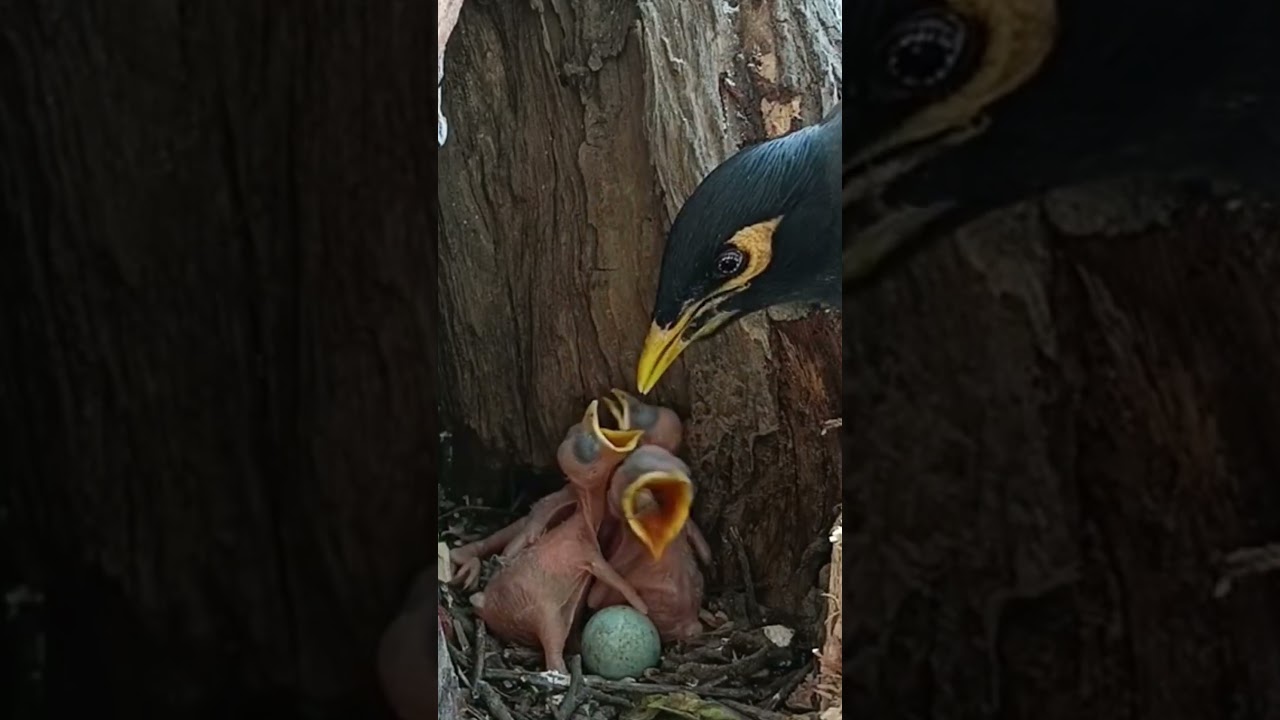 Myna bird nest in between tree (P 2) 